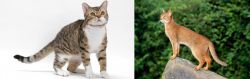 American Wirehair vs Abyssinian - Breed Comparison