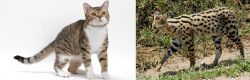American Wirehair vs African Serval - Breed Comparison