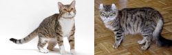 American Wirehair vs American Curl - Breed Comparison