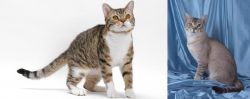 American Wirehair vs American Keuda - Breed Comparison