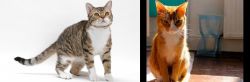 American Wirehair vs Chausie - Breed Comparison