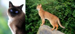 Applehead Siamese vs Abyssinian - Breed Comparison