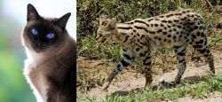 Applehead Siamese vs African Serval - Breed Comparison
