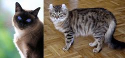 Applehead Siamese vs American Curl - Breed Comparison