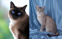 Applehead Siamese vs American Keuda - Breed Comparison