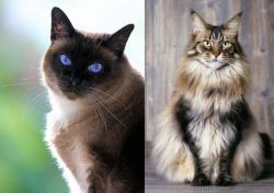 Applehead Siamese vs American Longhair - Breed Comparison