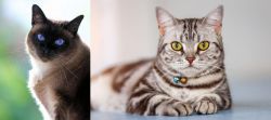 Applehead Siamese vs American Shorthair - Breed Comparison