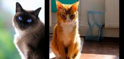 Applehead Siamese vs Chausie - Breed Comparison