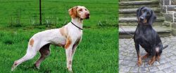 Ariege Pointer vs Austrian Black and Tan Hound - Breed Comparison