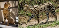 Ashera vs African Serval - Breed Comparison