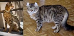 Ashera vs American Curl - Breed Comparison