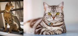 Ashera vs American Shorthair - Breed Comparison