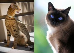 Ashera vs Applehead Siamese - Breed Comparison