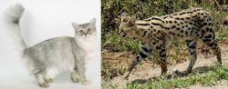 Asian Semi-Longhair vs African Serval - Breed Comparison