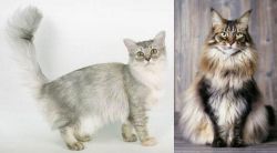 Asian Semi-Longhair vs American Longhair - Breed Comparison