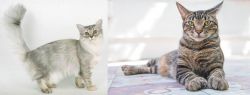 Asian Semi-Longhair vs American Polydactyl - Breed Comparison