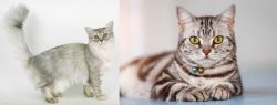 Asian Semi-Longhair vs American Shorthair - Breed Comparison