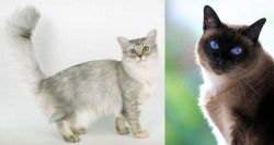 Asian Semi-Longhair vs Applehead Siamese - Breed Comparison
