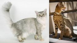 Asian Semi-Longhair vs Ashera - Breed Comparison