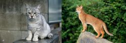 Australian Mist vs Abyssinian - Breed Comparison