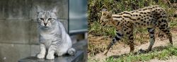 Australian Mist vs African Serval - Breed Comparison
