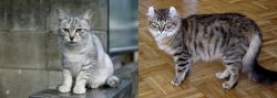 Australian Mist vs American Curl - Breed Comparison