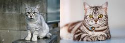 Australian Mist vs American Shorthair - Breed Comparison