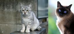 Australian Mist vs Applehead Siamese - Breed Comparison