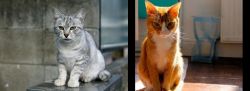 Australian Mist vs Chausie - Breed Comparison