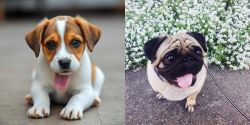 Bagel Hound  vs Pug - Breed Comparison