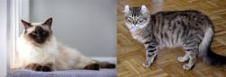 Balinese vs American Curl - Breed Comparison