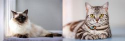 Balinese vs American Shorthair - Breed Comparison