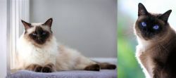Balinese vs Applehead Siamese - Breed Comparison