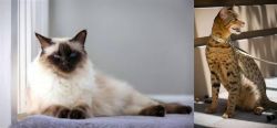 Balinese vs Ashera - Breed Comparison