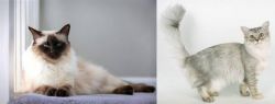 Balinese vs Asian Semi-Longhair - Breed Comparison