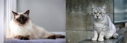 Balinese vs Australian Mist - Breed Comparison
