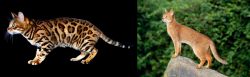 Bengal vs Abyssinian - Breed Comparison