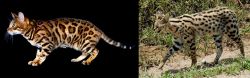 Bengal vs African Serval - Breed Comparison