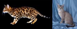 Bengal vs American Keuda - Breed Comparison