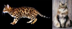 Bengal vs American Longhair - Breed Comparison