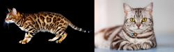 Bengal vs American Shorthair - Breed Comparison