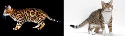 Bengal vs American Wirehair - Breed Comparison
