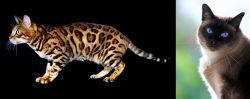 Bengal vs Applehead Siamese - Breed Comparison
