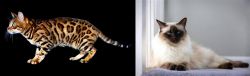 Bengal vs Balinese - Breed Comparison