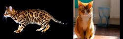 Bengal vs Chausie - Breed Comparison