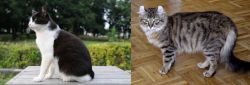 Bicolor vs American Curl - Breed Comparison