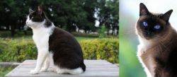 Bicolor vs Applehead Siamese - Breed Comparison