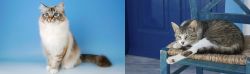 Birman vs Aegean - Breed Comparison