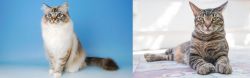 Birman vs American Polydactyl - Breed Comparison