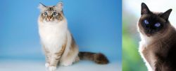 Birman vs Applehead Siamese - Breed Comparison